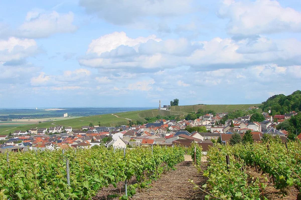 Dégustation de champagne à Reims : caves et vignerons