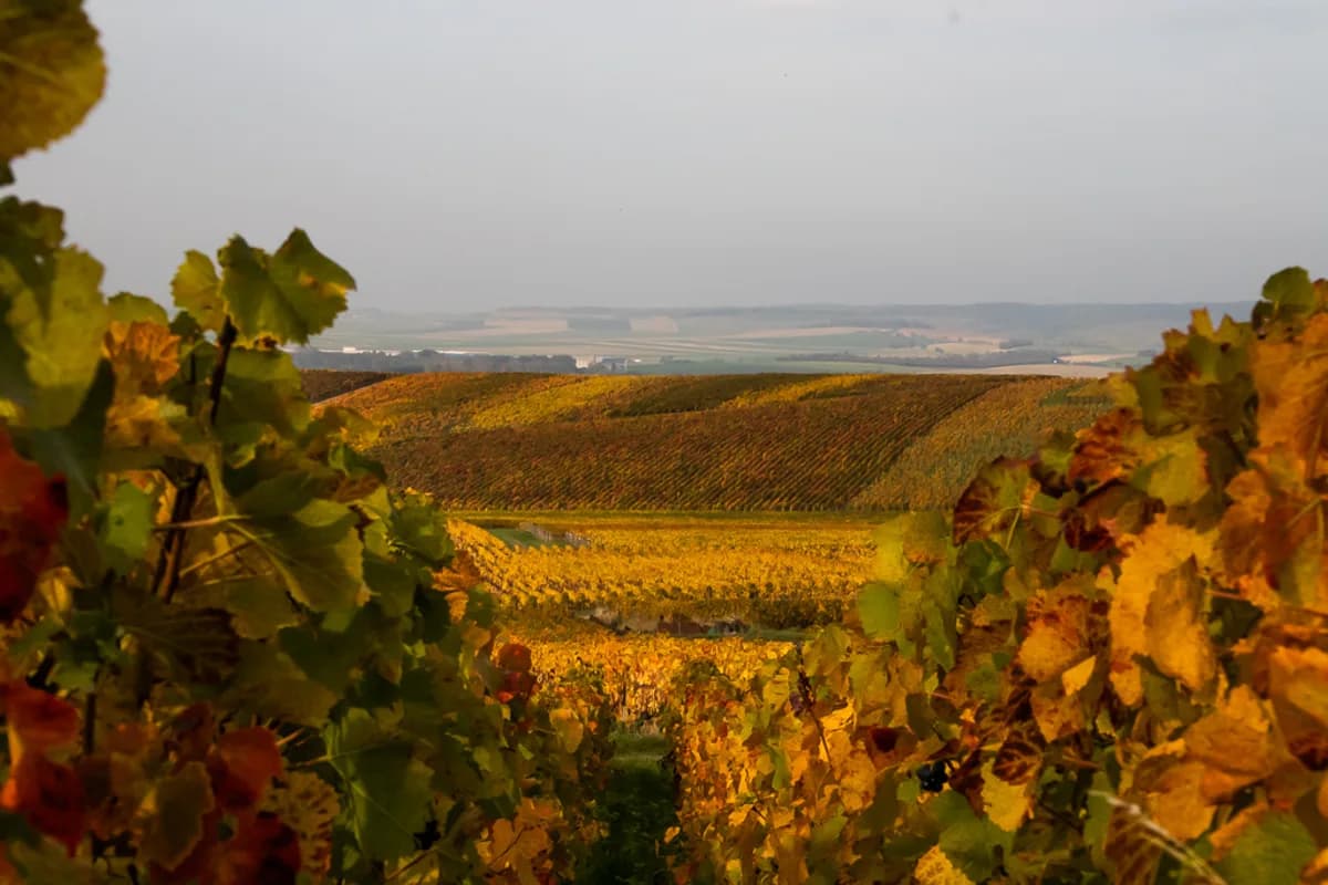 Champagne depuis Paris ou tour au départ de Reims : deux demandes différentes