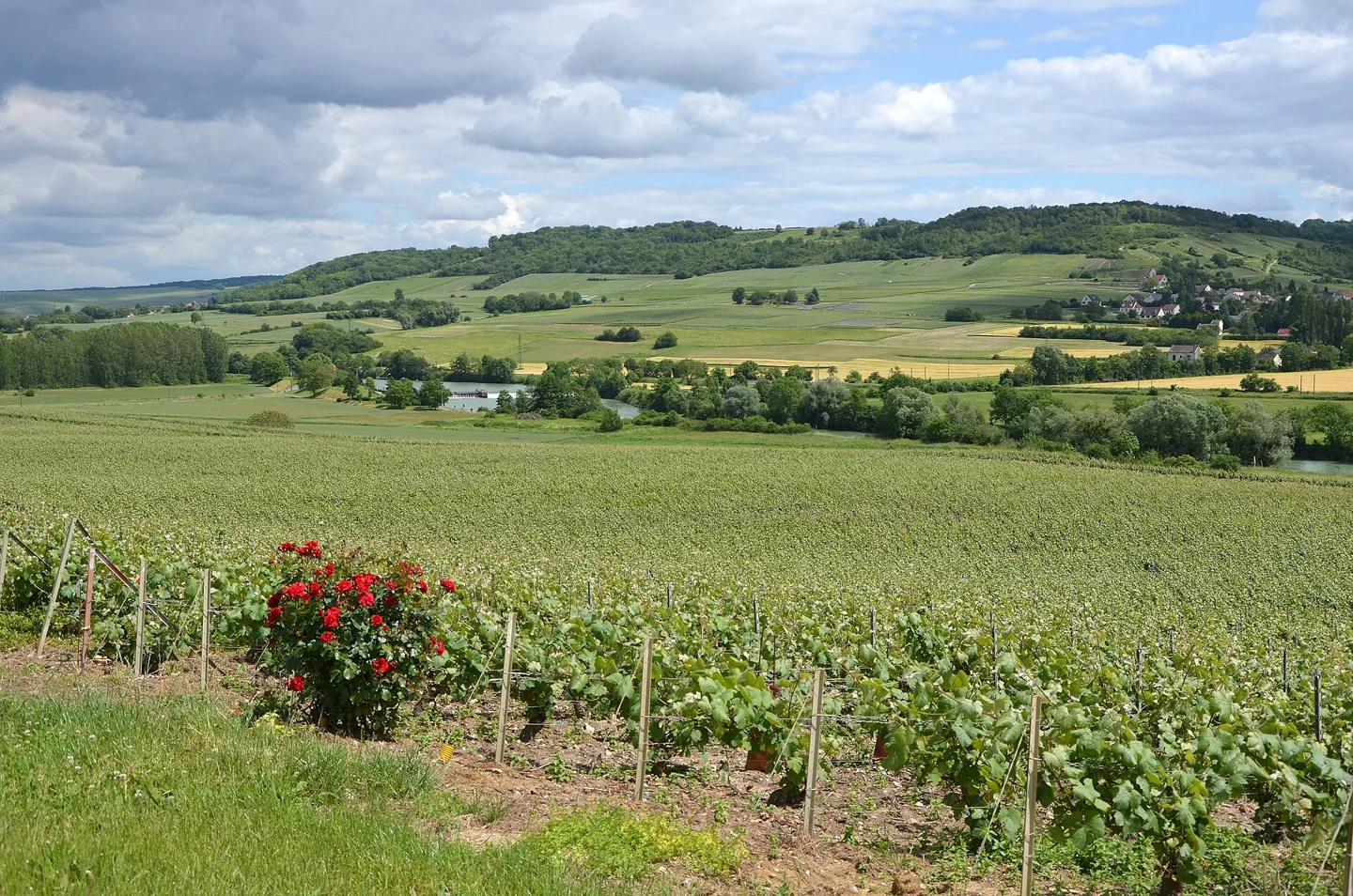 Vignobles et villages de la vallée de la Marne en Champagne